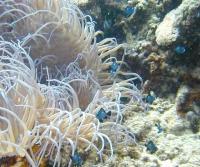 شقایق شاخک بلند (long tentacle anemone)