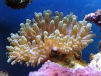 شقایق حباب رنگی (coloured bubble anemone)