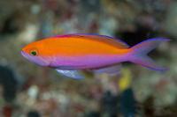 آنتیاس دو رنگ (Bicolor Anthias Male)