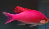 آنتیاس دو خال (Twinspot Anthias Male)