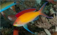 آنتیاس هلویی (Peach Anthias Male )