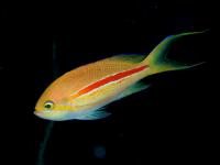 آنتیاس نواری (Banded Anthias Male)