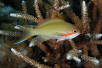 آنتیاس گونه سرخ (Redcheek Anthias Male)