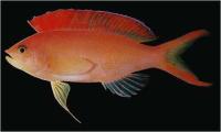 آنتیاس آتشین (Flame Anthias Male)