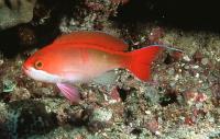 آنتیاس قرمز (Red Anthias Male)