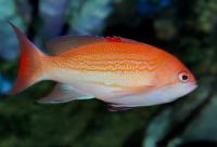 آنتیاس فیلیپینی (Philippine Anthias Male)