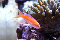 آنتیاس پارویروستریس (Parvirostris Anthias)