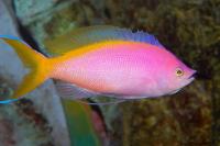 آنتیاس ملکه ارغوانی (Purple Queen Anthias Female)