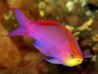 آنتیاس ملکه ارغوانی (Purple Queen Anthias Male)