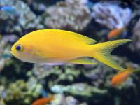 آنتیاس خال مربع (Squarespot Anthias Female)