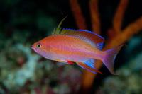 آنتیاس راندالی سودانتیاس(Pseudanthias randalli male)