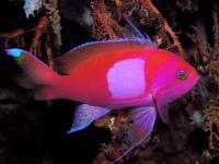 آنتیاس خال مربع (Squarespot Anthias Male)