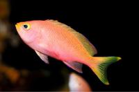 آنتیاس رندال (Randals Anthias Female)