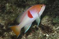 آنتیاس رابریزوناتوس (Rubrizonatus Anthias)