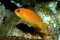 آنتیاس دُم چنگی (Lyretail Anthias Female)