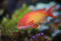 آنتیاس دُم چنگی (Lyretail Anthias Male)