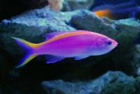 آنتیاس ارغوانی (Purple Anthias Female)