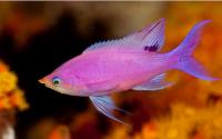 آنتیاس ارغوانی (Purple Anthias Male)