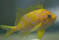 آنتیاس بوربِن (Borbon Anthias Male)