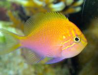 آنتیاس سر تُپل (Fathead Anthias)