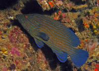 گروپر خط آبی (Bluelined Grouper)
