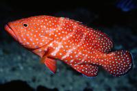 گروپر مرجانی (Coral Grouper)