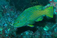 گروپر گوزن دلقک (Harlequin Hind Grouper)