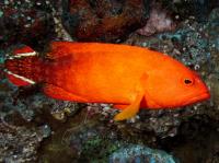 گروپر دُم پرچمی (Flagtail Grouper)