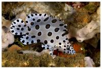 گروپر پلنگی (Panther Grouper)