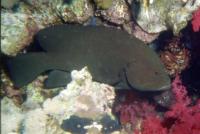 گروپر گُلگون (Redflush Grouper)