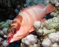 گروپر نوک سیاه (Blacktip Grouper)