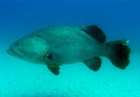 گروپر غول پیکر (Giant Grouper)