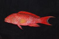 گروپر دُم چنگی دور سفید (Whitemargin Lyretail Grouper)