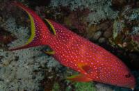 گروپر دُم چنگی (Lyretail Grouper)