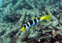 گروپر پلنگی زین سیاه (Black-Saddled Leopard Grouper)