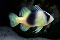 صابون ماهی دو خط (Two-Banded Soapfish)