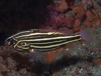 صابون ماهی 6 خط (Sixstripe Soapfish)