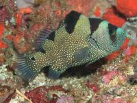 صابون ماهی دلقک (Clown Soapfish)
