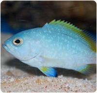 گروپر زرد و آبی (Blue And Yellow Grouper)