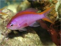 آنتیاس دُم زرد - نر (Yellowtail Anthias Male)