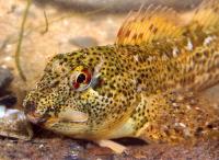بِلِنی معمولی (Common Blenny)