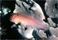 بلنی گوش دار (Eared Blenny)