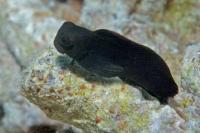 بلنی کله زرد (Yellow-Headed Blenny)