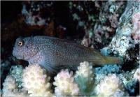 بلنی رگه قرمز - ماده (Redstreaked Blenny Female)