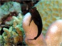 بلنی رگه قرمز - نر (Redstreaked Blenny Male)