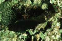 بلنی خال قرمز (Red Speckled Blenny)