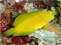 بلنی باله بلند زرد (Yellow Highfin Blenny )