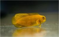 بلنی باله بلند دُم زرد - قهو ه ای(Brown & Yellowtail Highfin Blenny)