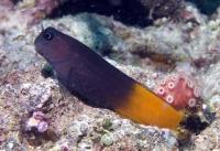 بلنی دو رنگ (Two-Colored Blenny)