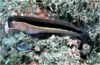 بلنی کِلوسی ویتز (Klausewitzs Blenny)